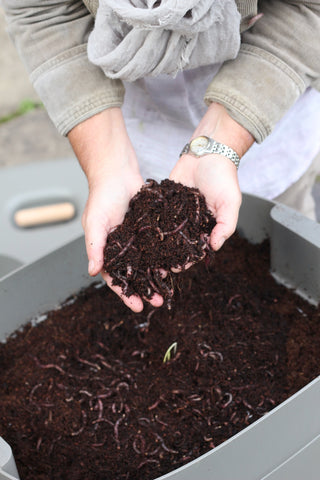 Hands holding compost - wiggly wigglers 