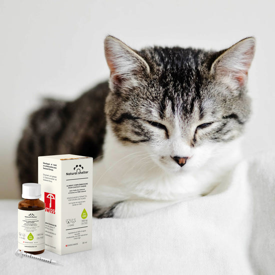 Chat stressé : Solution Huile de CBD - Natural Shelter