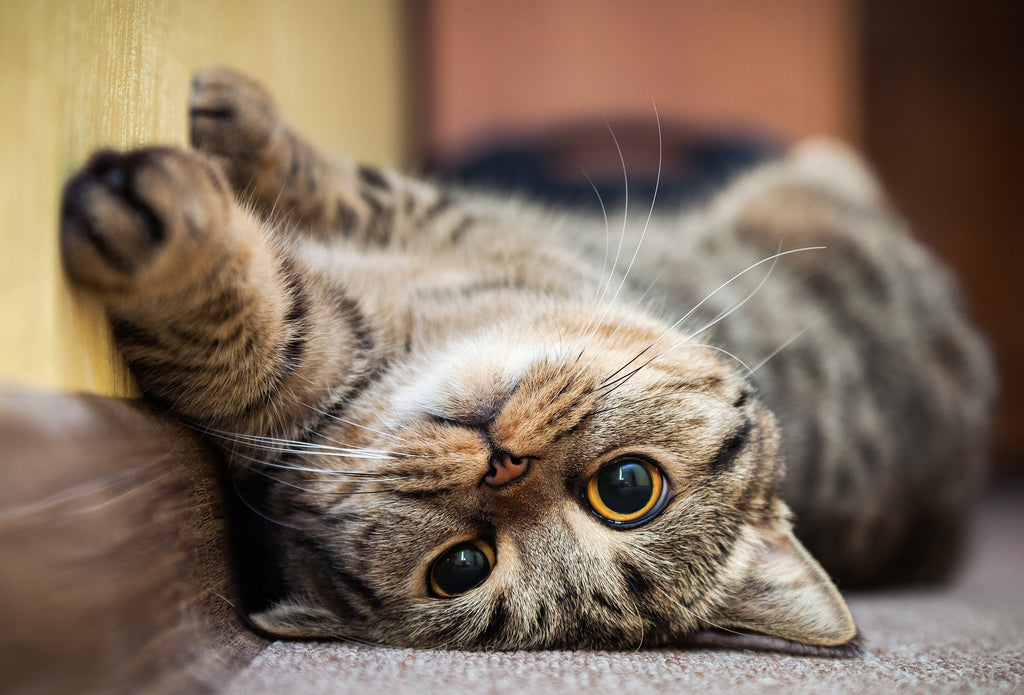 A tabby cat upside down and staring at the camera