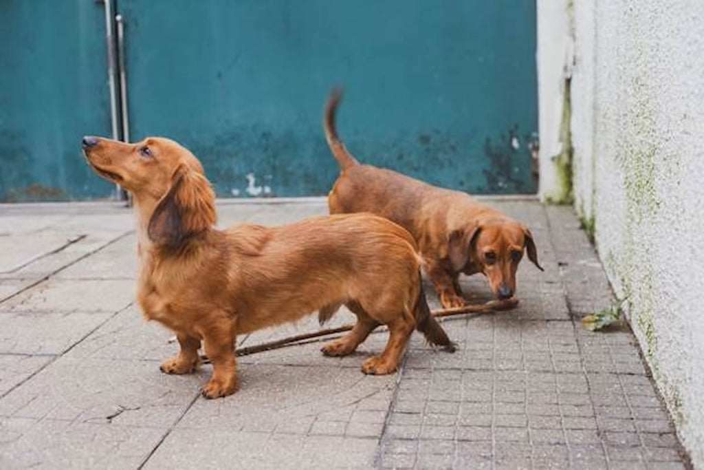 Two Dachshund dogs in a house garage