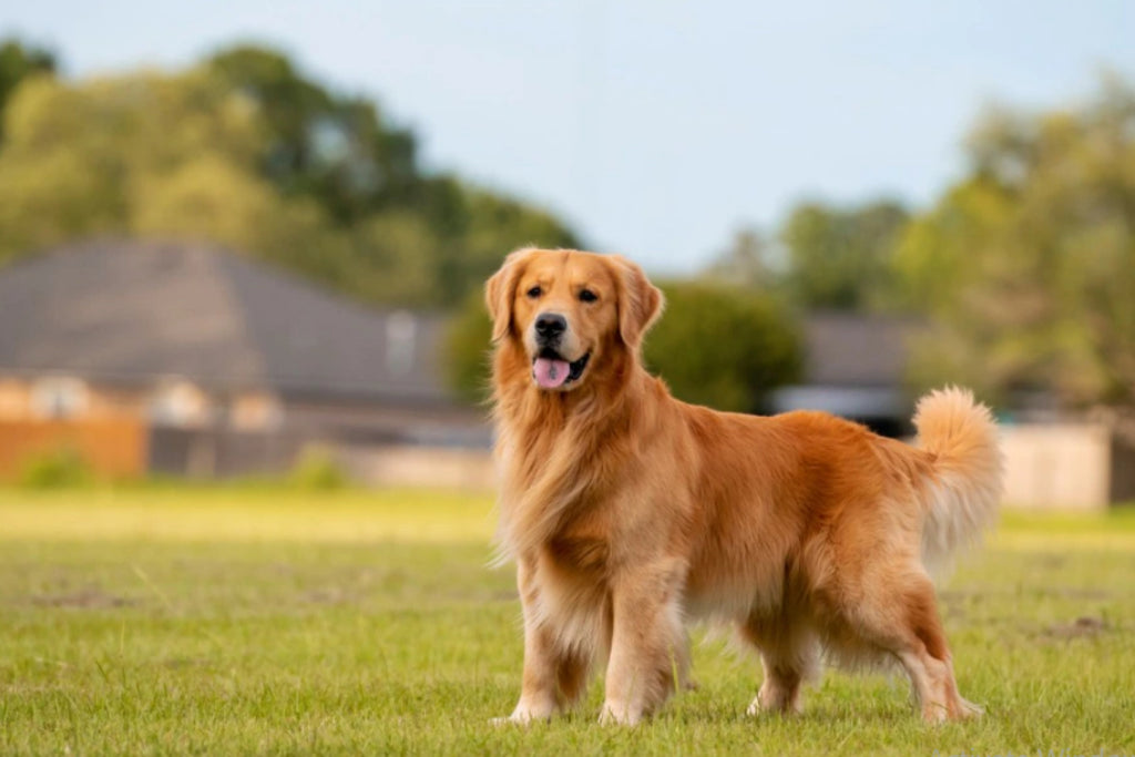 A Golden Retriever looking at the camera while standing in the field 
