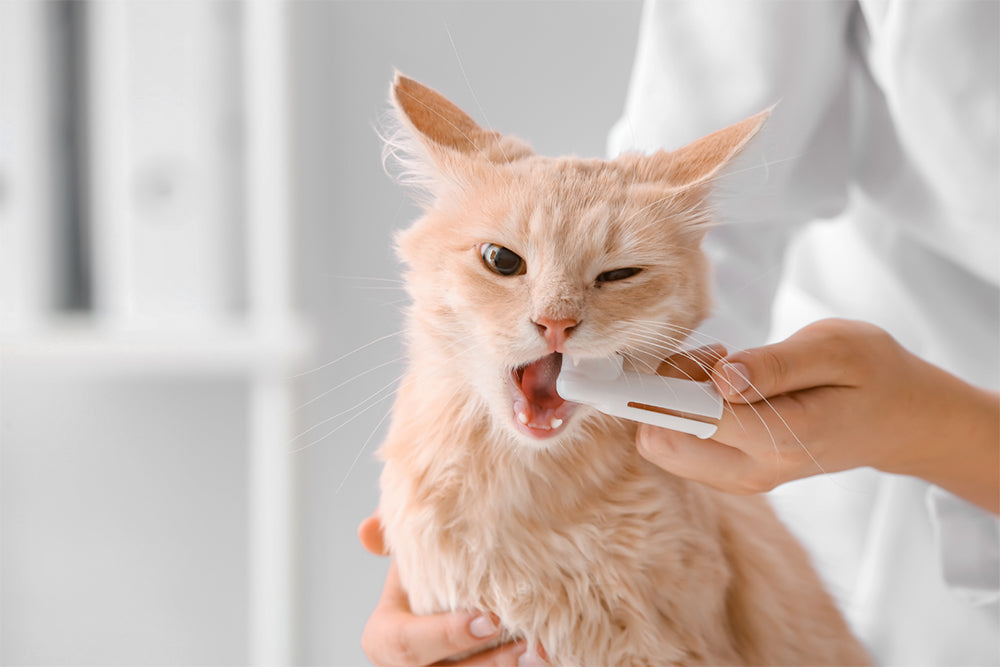 a ginger cat is getting its teeth brushed 