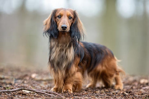 A long-haired Dachshund staring at the camera