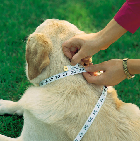 Measure Dog's Neck