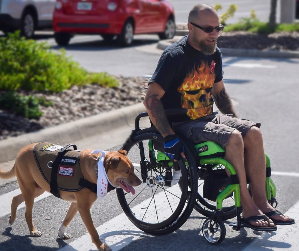 A PTSD service dog is walking alongside a veteran in a wheelchair with a disability and PTSD.