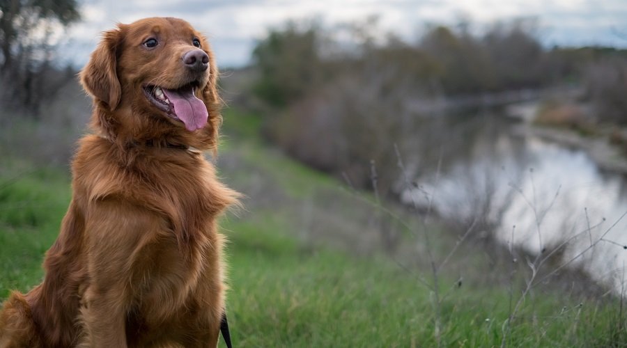 A Golden Retriever in the field looking away from the camera