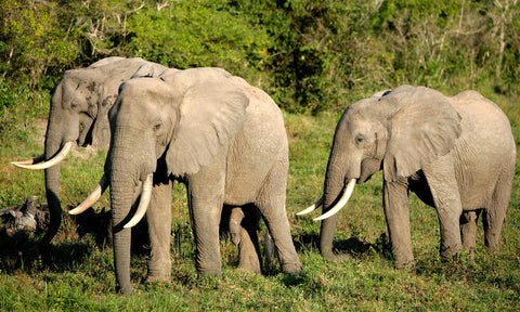 endangered animals: Elephants