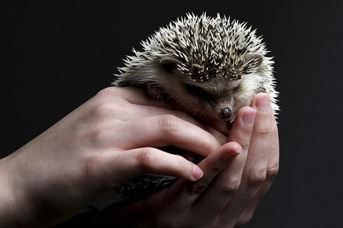 what do hedgehogs need in their cage