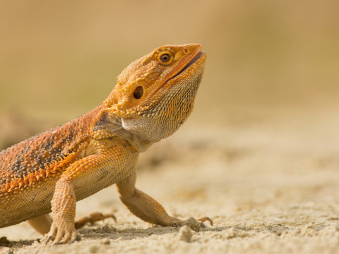 bearded dragon