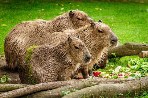 capybara, nextgenpaws