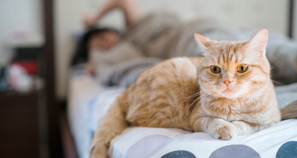 A cat is staring away from the camera while sitting on a bed
