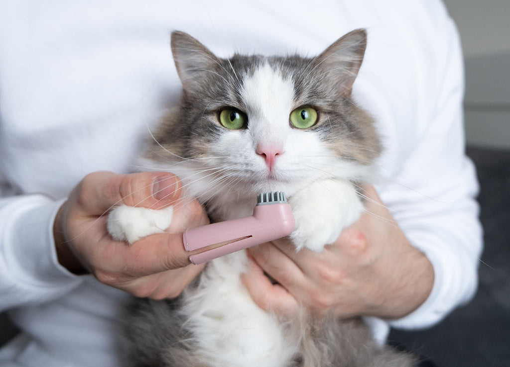 A rag doll cat is getting ready to get its teeth brushed