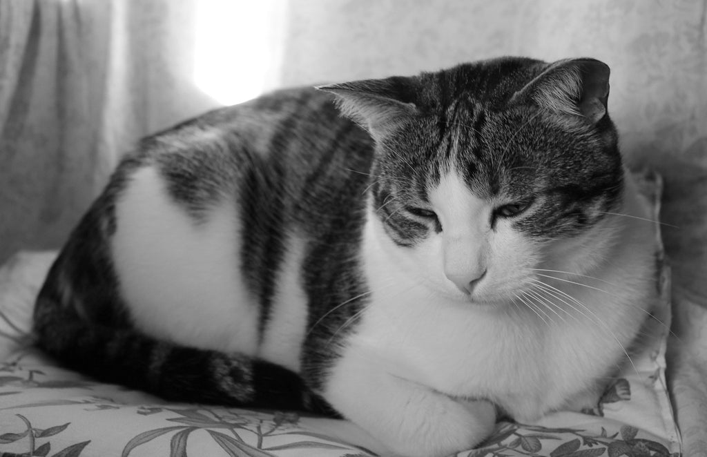 a cat is sitting in a loaf position with its eyes closed