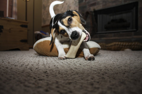 dog chewing wood and bone