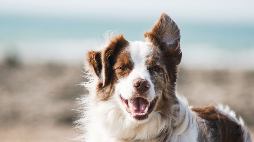 A dog smiling at the camera with its tongue out while at the beach