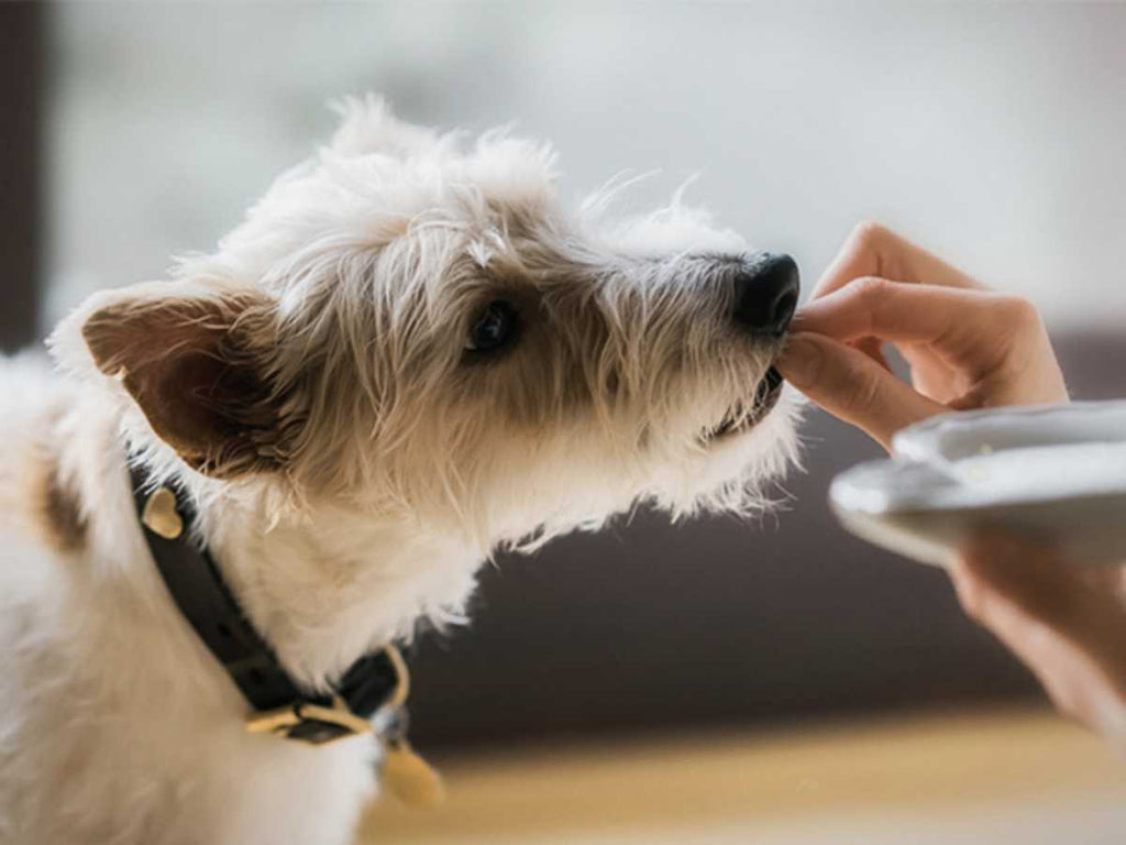A dog is eating something from the hands of its owner