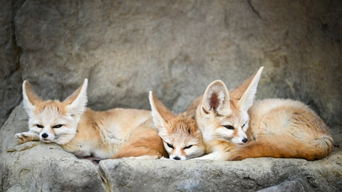 fennec fox, nextgenpaws