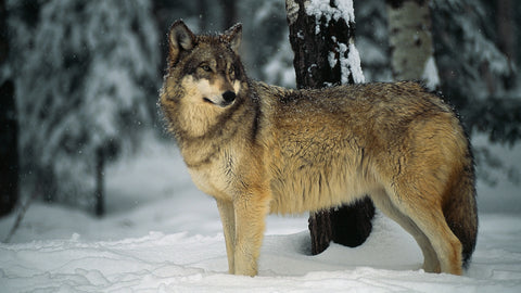 Gray Wolf