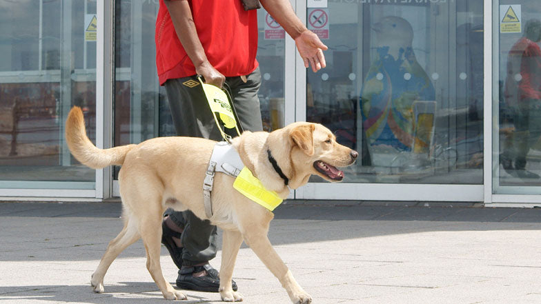 The guide dog is helping its blind owner cross the street. It is strapped with a handle harness which the owner is holding onto.
