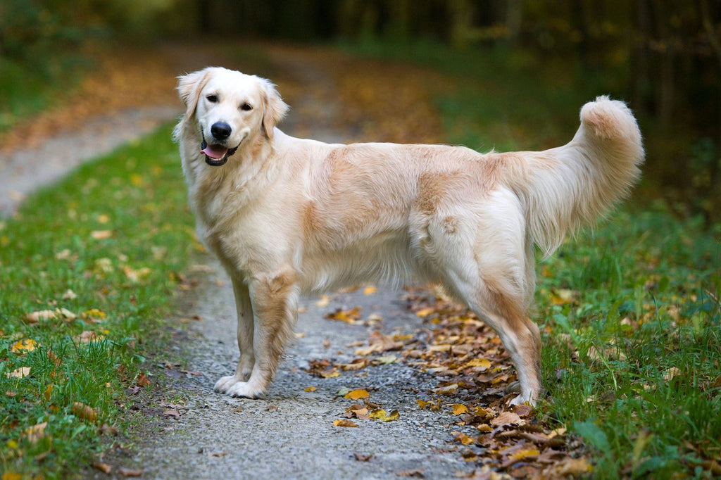A Golden Retriever on a dirt road looking at the camera