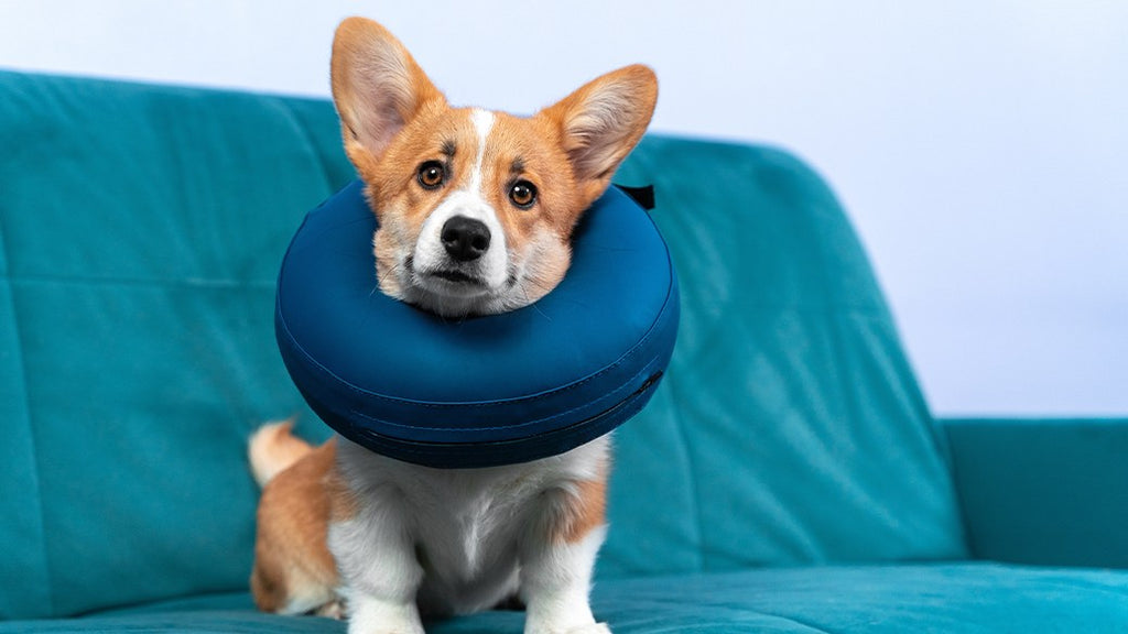 A small dog is sitting on the couch and wearing an inflatable collar while staring at the camera