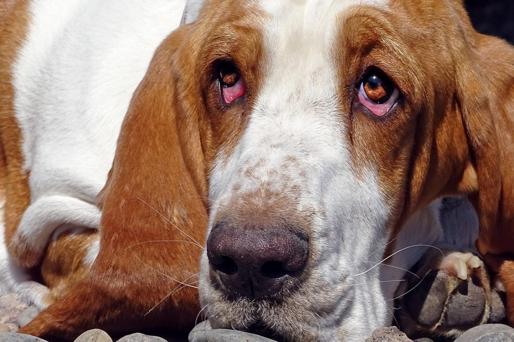 a close-up of a dog's face showing his eyes are red from infection