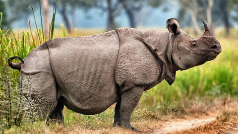 Javan Rhinoceros