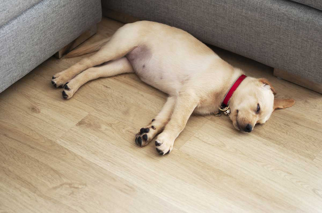 a lab is sleeping on the floor