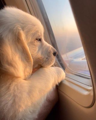 A puppy in a plane