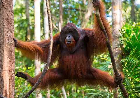 Orangutans are one of the most endangered animal on the world. 