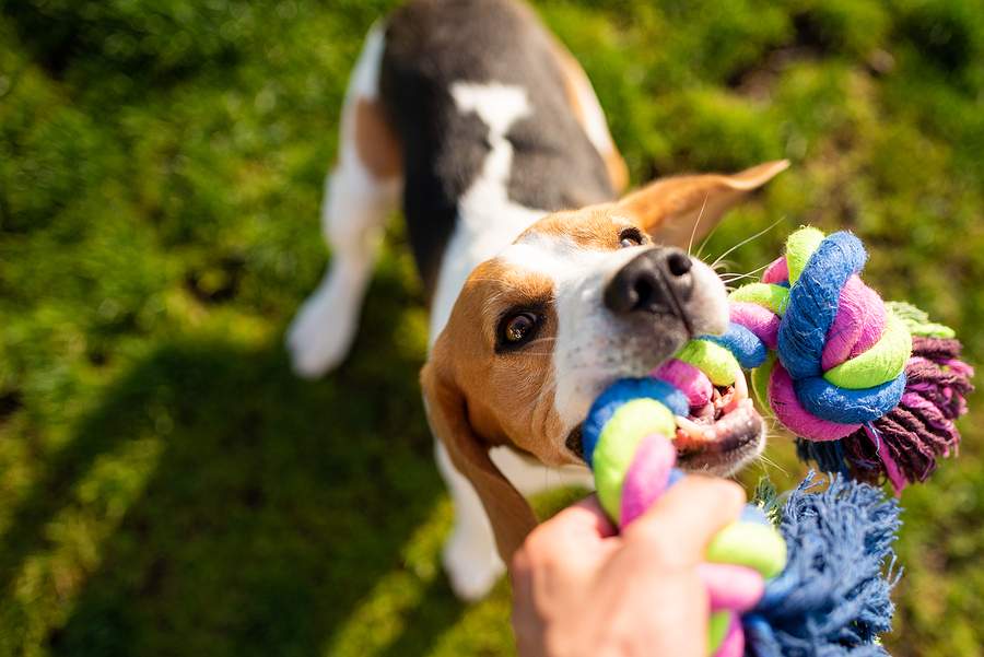 A dog is playing with a dog toy with its owner as a distraction from licking his wound