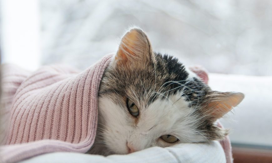 A sick cat wrapped up in a pink blanket