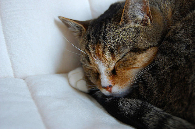 a cat is curled up into a ball and sleeping on while sheets