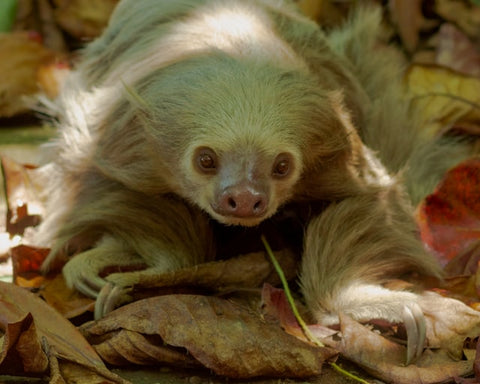 garden sloth, nextgenpaws, exotic pet