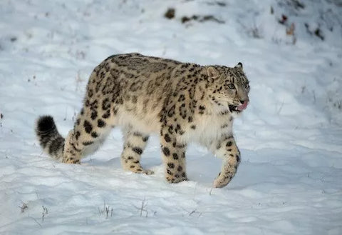 Snow Leopards