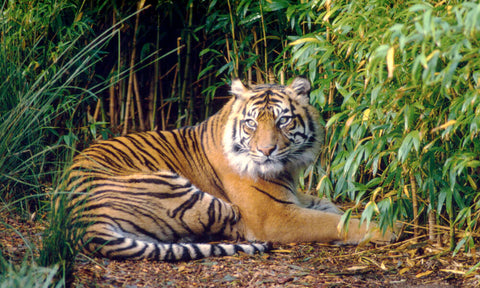 Endangered animal world: Sunda Tigers