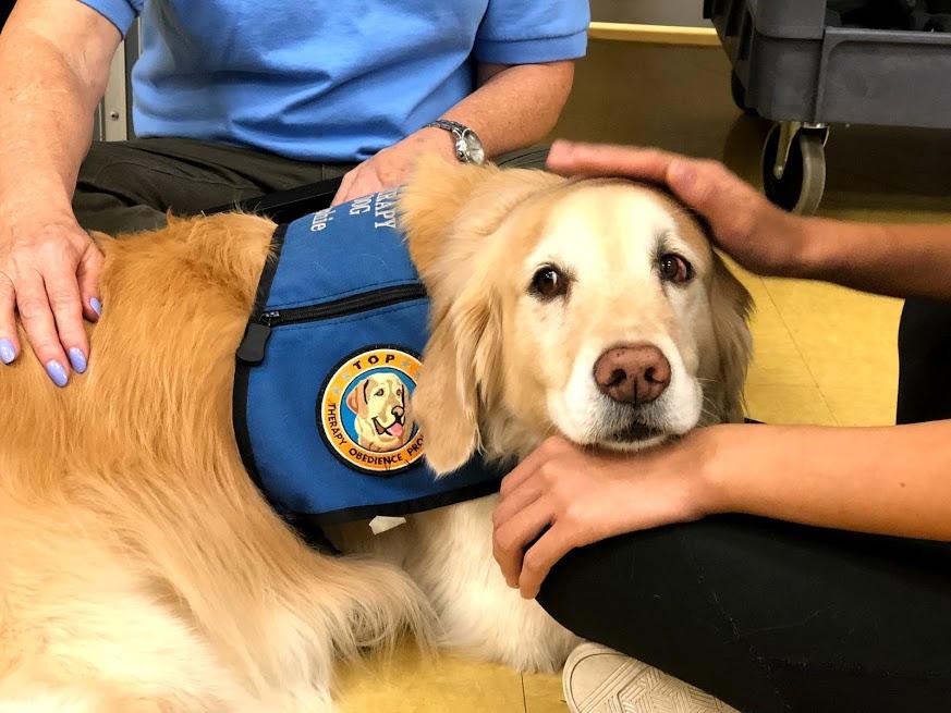 a Labrador wearing a therapy dog vest and getting petted