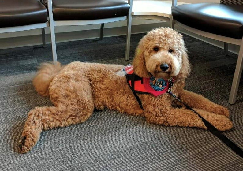 a poodle who is wearing a therapy dog vest