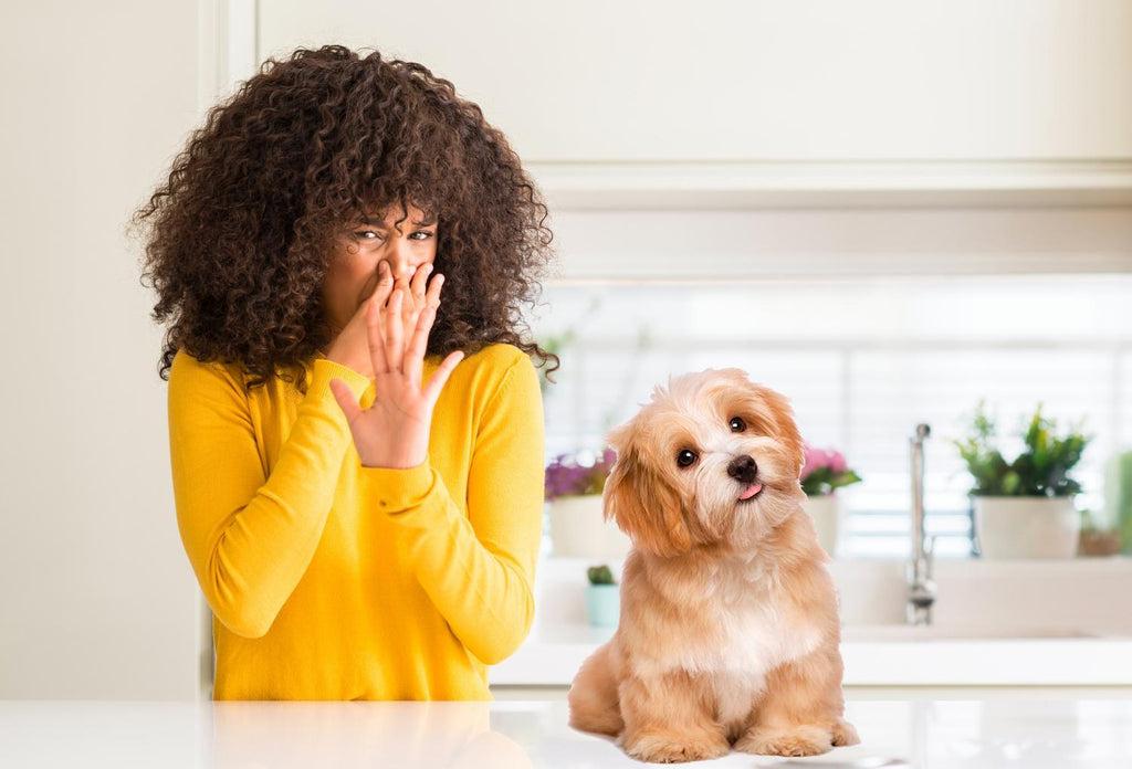 a dog is sitting on the table and looking at the camera while its owner is standing behind it and covering her nose while looking at the dog