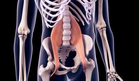 The Psoas Muscle – EasyFlexibility