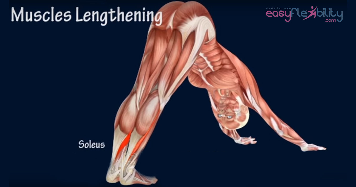 downward facing dog yoga flexibility ankles stretching soleus gastrocnemius