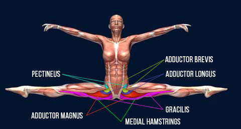 kinesiological stretching side splits adductors flexibility