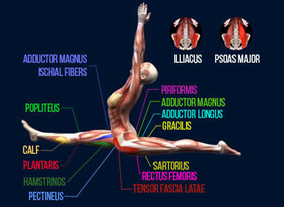 true front splits muscles