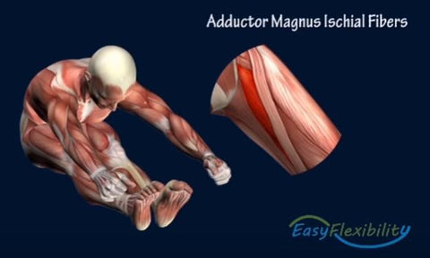 gymnastics kip kinesiological stretching muscles adductors