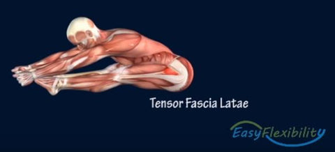 gymnastics kip kinesiological stretching muscles tensor fascia latae