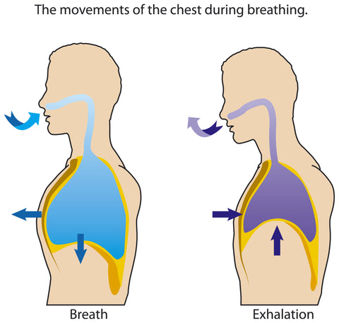 breath breathing kip pike forward fold gymnastics easyflexibility kinesiological stretching
