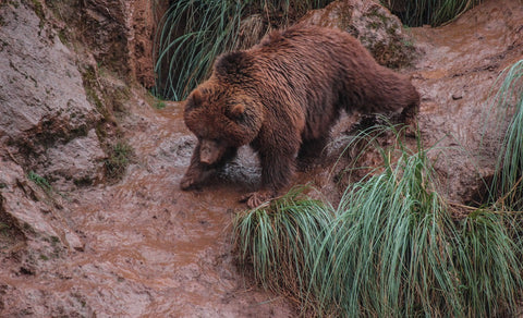 Bear in mud