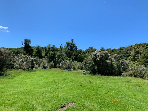 Manuka Bush mitten in der Natur von Neuseeland