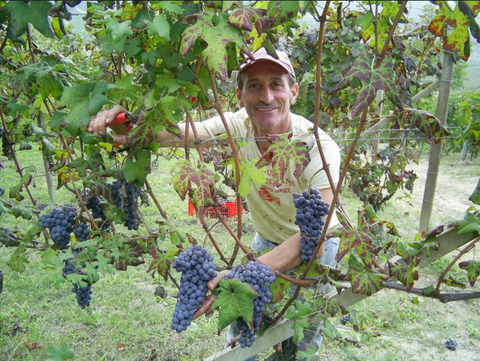 Franco Rocca in his vineyard
