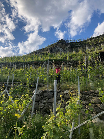 Vineyards in Valtellina
